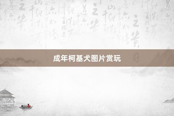 成年柯基犬图片赏玩